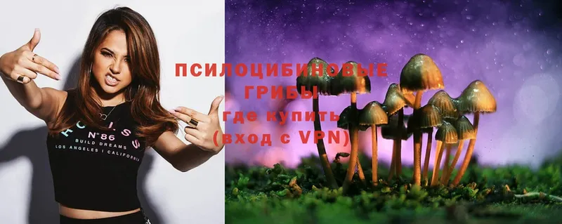 Псилоцибиновые грибы Psilocybe  наркотики  Тосно 